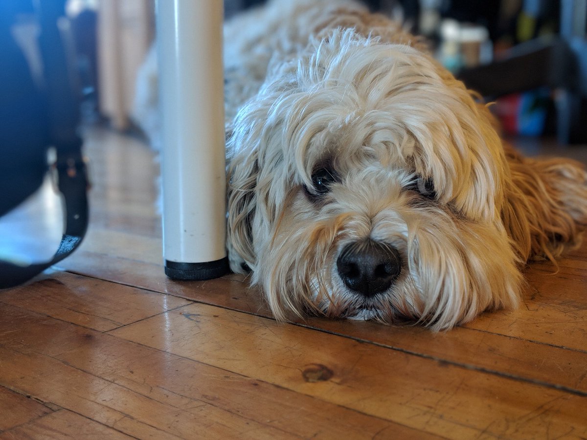 devhubTO's tweet photo. Monday mood featuring Sherman, Head of Naptime. #DogsofDevhub #doghub https://t.co/GkFLJDpUjV