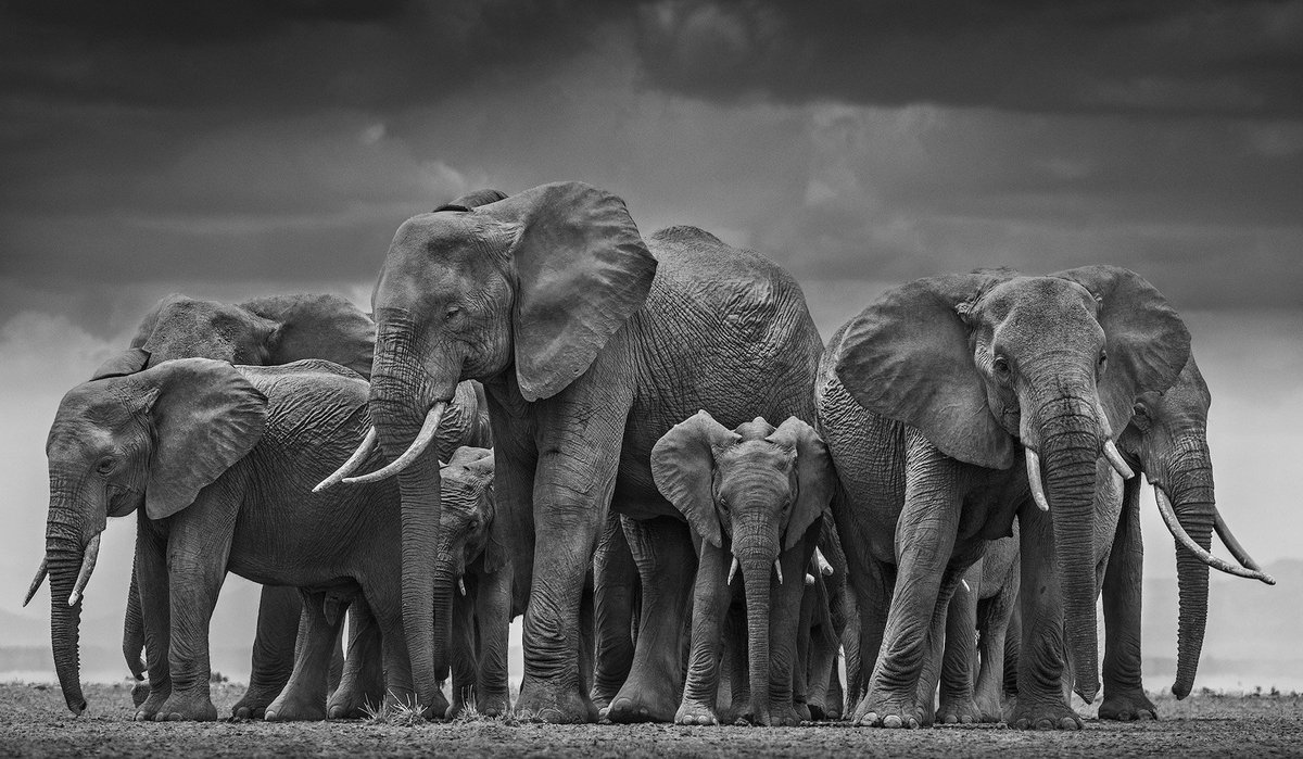 David_Yarrow's tweet image. Gold - The Circle of Life 

The reason I think this is probably my strongest elephant shot is that I still get emotional when I see it in print - 3 years after I took it. It maybe a day after #WorldElephantDay, but elephants don't know that and it's tomorrow that matters more.