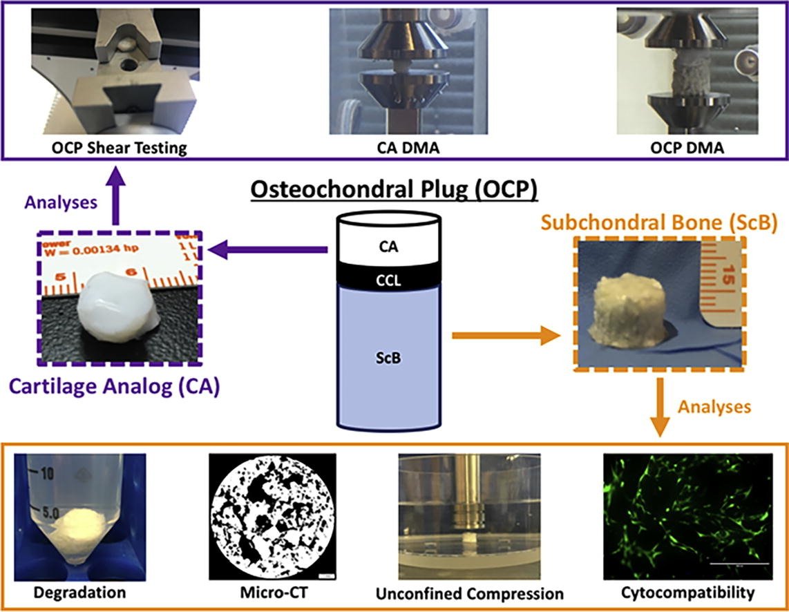 Prof. Jeremy Mercuri: Tailoring the subchondral bone phase of a multi-layered #osteochondral construct to support #bone healing and a #cartilage analog <a href="/MercuriLab/">Orthopaedic Tissue Regen & Orthobiologics Lab</a> @CU_BioE sciencedirect.com/science/articl…
