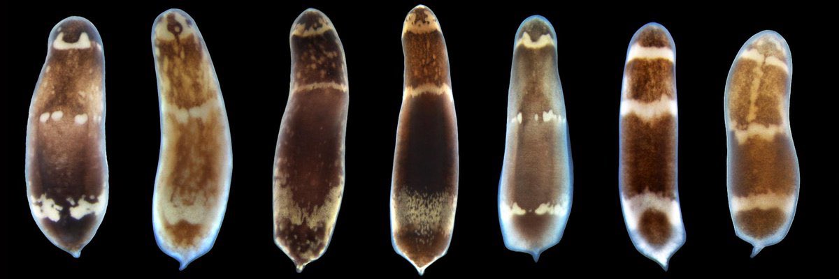 M. Srivastava introduced us to Hofstenia miamia, a new model system to study regeneration with a remarkable 3-stripe pattern. #scdb2018