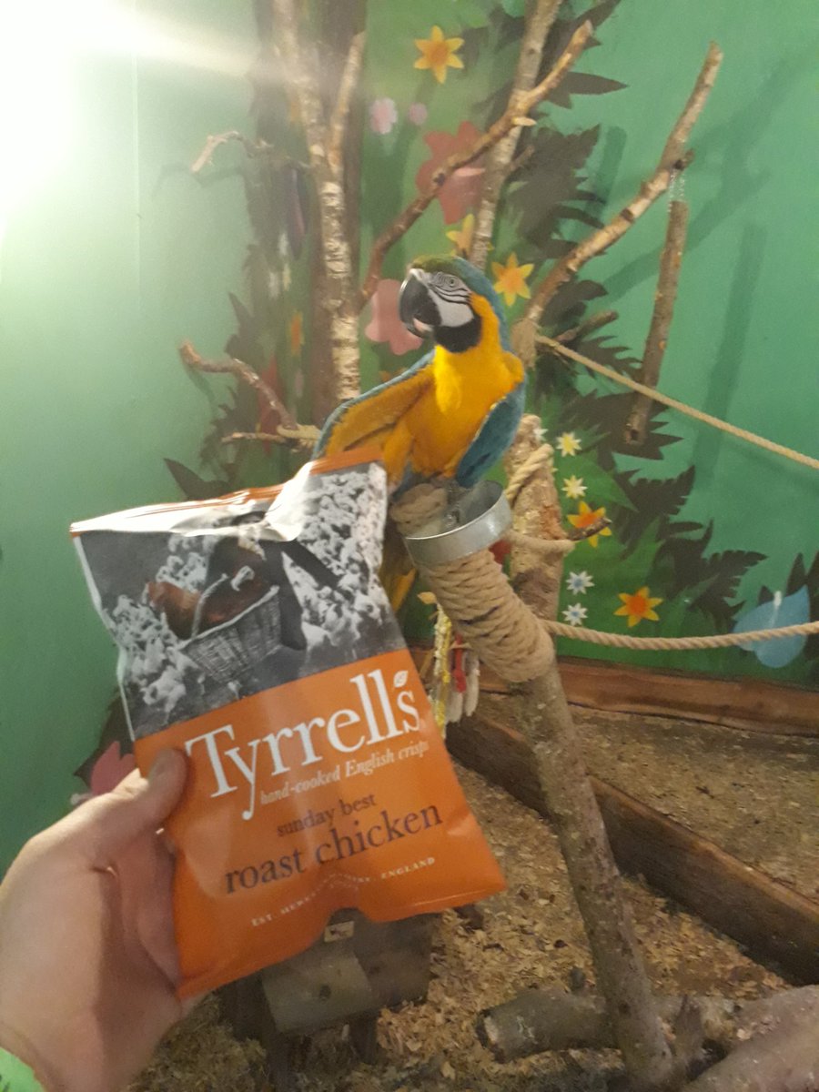 AndreaRed9's tweet photo. Charlie the Macaw wants to know what the Chicken did to get Roasted!!๐
@Tyrrells
#AbsurdSights
#CharlieWantsaTyrrells https://t.co/GHrYIGE4ND