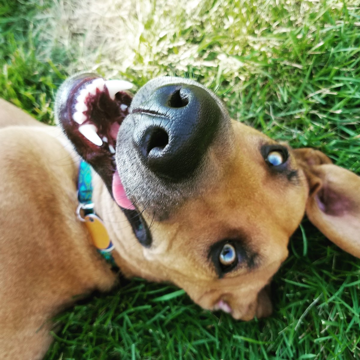 AmberKruger1's tweet photo. Sundays are for park shananagas. 🐶🐶 #AmberGotADog #BabyBoy #BLove https://t.co/lvckoII7sn