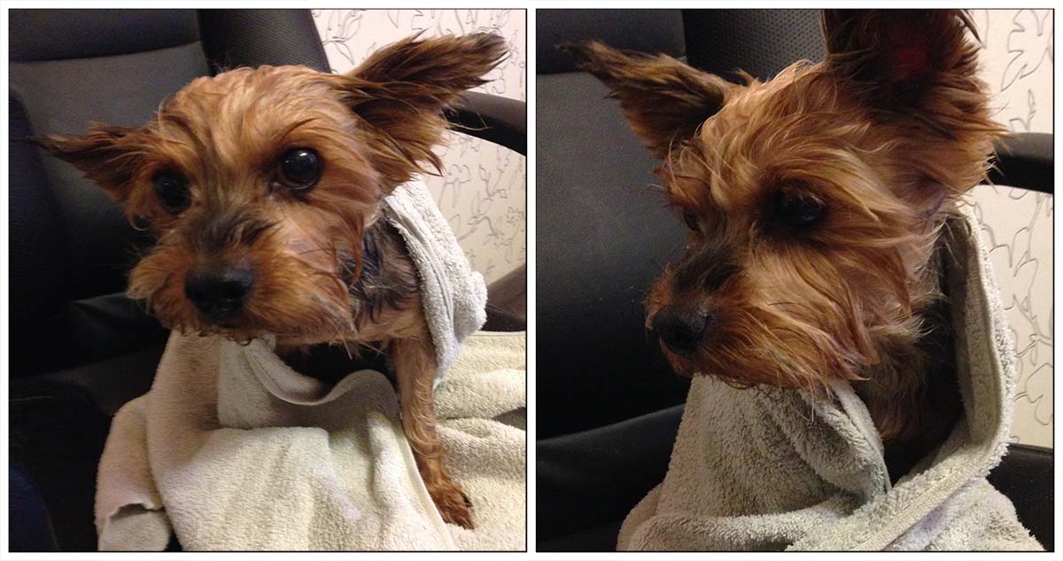 ShadeDesign's tweet image. Now I&apos;m fresh, clean and smell delicious!🛁😊🥰🚿
#Yorkie #Yorkshire #YorkshireTerrier #Dog  #puppy #doglovers #DogLife  #CuteDog #LoveYorkie #loveDogs #LoveYou #FunnyDog #CuteYorkie  #sweetLife #funPics #pets #love #LoveYou #puppylove #wash #bathedog