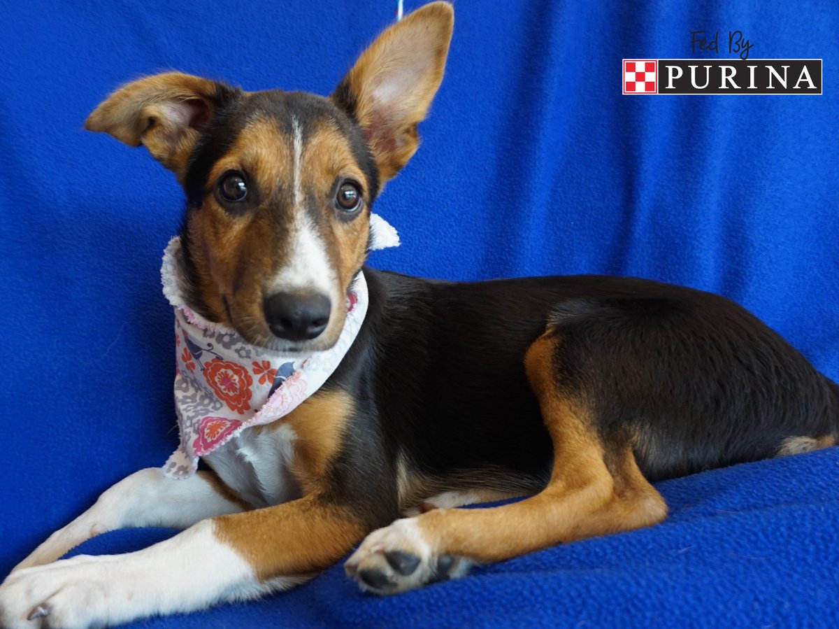 Michigan Humane Society (mhumane) Twitter