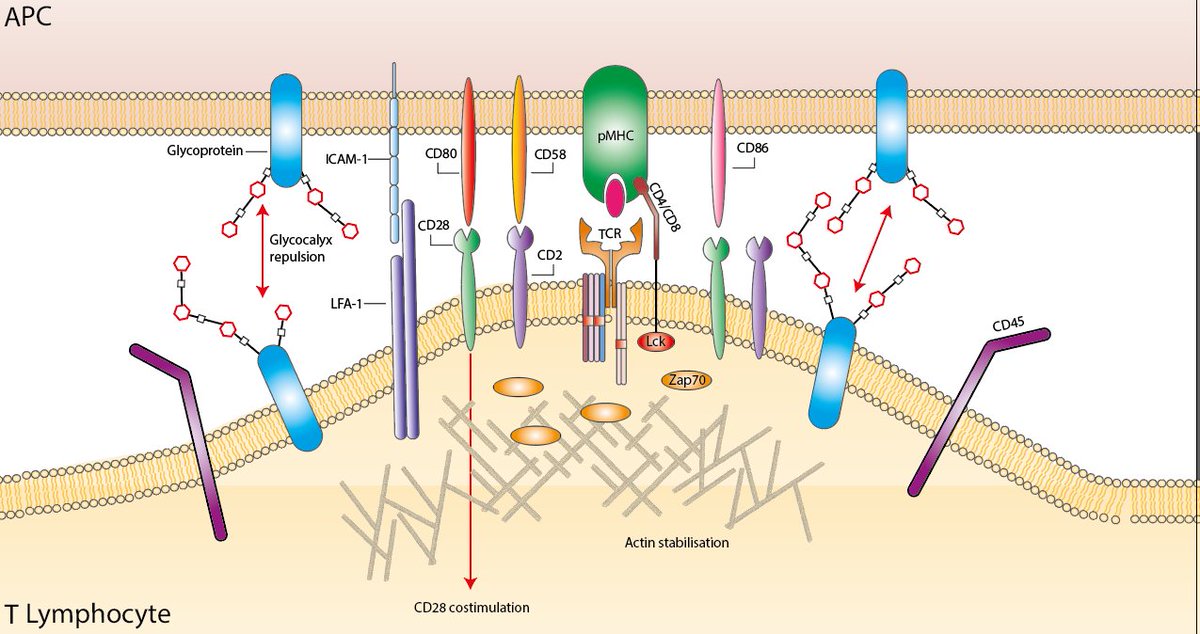 T cells can be activated upon recognition of <10 antigens on the surface of other cells. In the latest issue of Immunological Reviews, my supervisor (@dushek) and I discuss the mechanisms enabling this extraordinary sensitivity.

Check it out: onlinelibrary.wiley.com/doi/pdf/10.111…

<a href="/synbioCDT/">SynBio CDT</a>