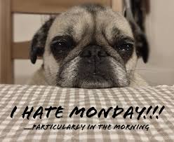 IT'S MONDAY! #dogs #mondaydog