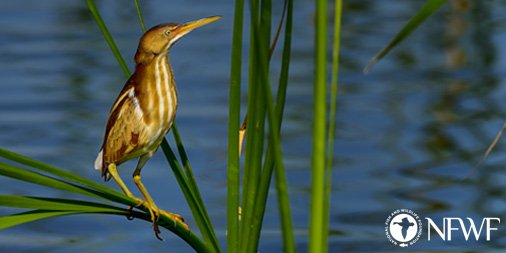NFWFnews's tweet photo. Just Announced: Sustain Our Great Lakes Partnership Awards $6.6 Million in Conservation Grants for Great Lakes Restoration. Thanks to @ArcelorMittalUS, @NRCS_MI, @EPA, @USFWS, @forestservice, @NOAA + @USDA_NRCS! https://t.co/CxenpMRn6y https://t.co/mjiZ7xBB8P