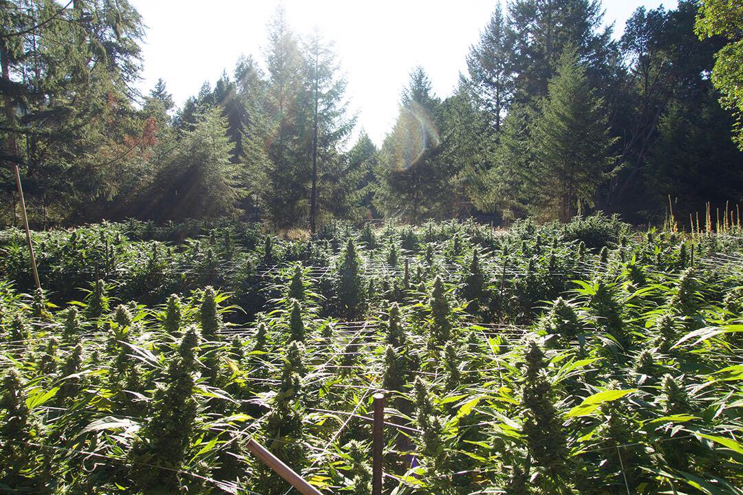 ChillWaze's tweet photo. Field of dreams #chillwaze #grow #organic https://t.co/ourd1bqdZn