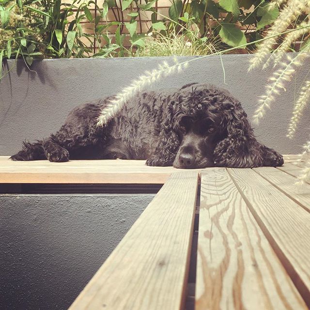 Mrmrbrown's tweet image. I found this little #4legs just chilling on the #gardenbench in the #sunshine today #happydogslife #showcockerspaniel #indiepie #dogsofinstagram #ilovemydog ift.tt/2vZj3QU