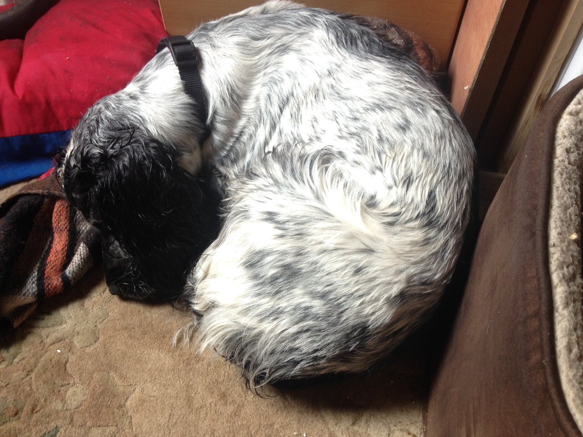 KTHallmark's tweet image. Managed to double the amount of #SleepingOnTheJob we got done in the workshop today 😴😴 #WorkshopAssistant