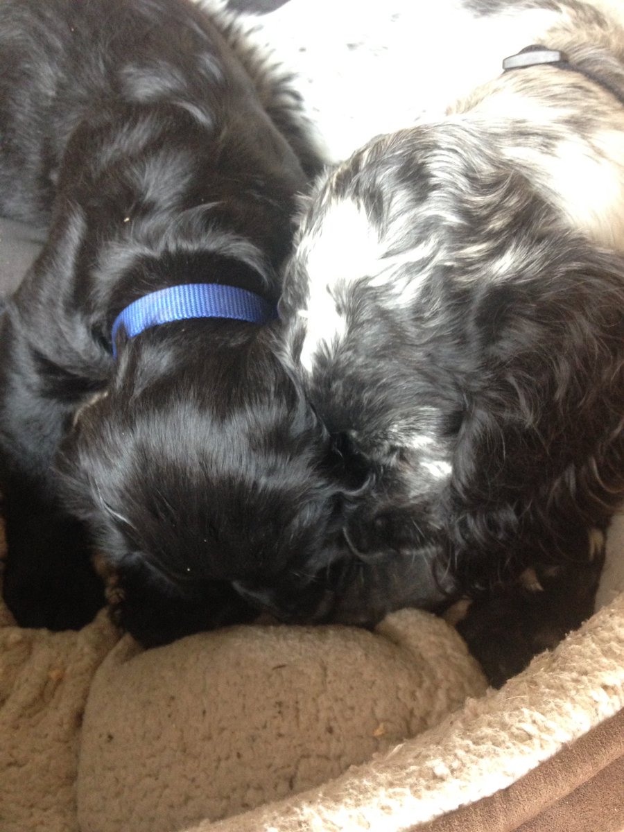 KTHallmark's tweet image. Managed to double the amount of #SleepingOnTheJob we got done in the workshop today 😴😴 #WorkshopAssistant