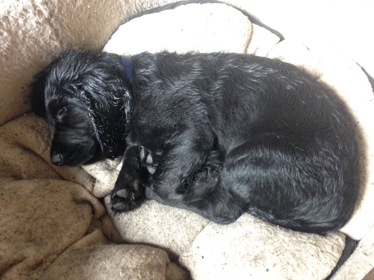 KTHallmark's tweet image. Managed to double the amount of #SleepingOnTheJob we got done in the workshop today 😴😴 #WorkshopAssistant