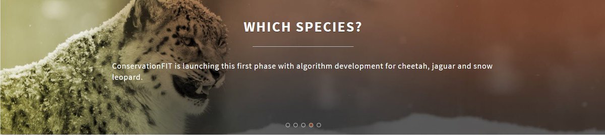 ZooKare's tweet photo. @snowleopards @snowleopard_ncf Exciting! Considered additional non-invasive monitoring tool #ConservationFIT (Footprint Identification Technique)? Now developing algorithms for snow leopard, cheetah, &amp; jaguar through collaboration with #AZA #SSP zoos. Ready soon for use in the wild. https://t.co/rjTMPtD6HC https://t.co/6XgEl6Kwc2