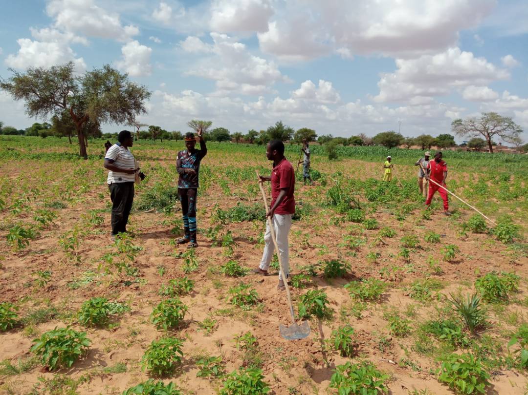 FAFED2's tweet photo. Vous voulez apprendre les techniques de l'agriculture & devenir des entrepreneurs agricole de classe mondiale?Inscrivez-vous à nos programmes(#Agripreneur_a_zero_franc) de la #FAFEDE.
Le Développement Économique à travers un développement du secteur agricole au #Niger en marche. https://t.co/SxRq51BE86