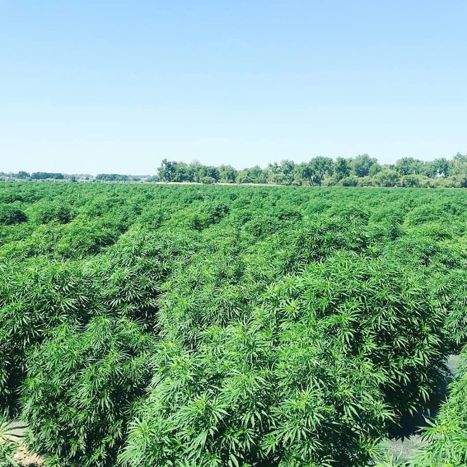 ctoy76's tweet photo. Harvesting in a few weeks!  Our plants look absolutely amazing this year!  Go Folium Biosciences!!!!  #FoliumBiosciences, #CBD, #MedicinalHemp, #2018FarmBill https://t.co/AKPQ2uVxhz