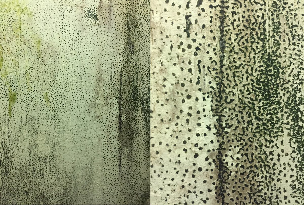 ViditaVaidya's tweet photo. Nature vs Urban Landscapes - Fungal art on surfaces at TIFR captured by Ameya Khandekar from the Sonawane lab https://t.co/9m2sHUPLnH