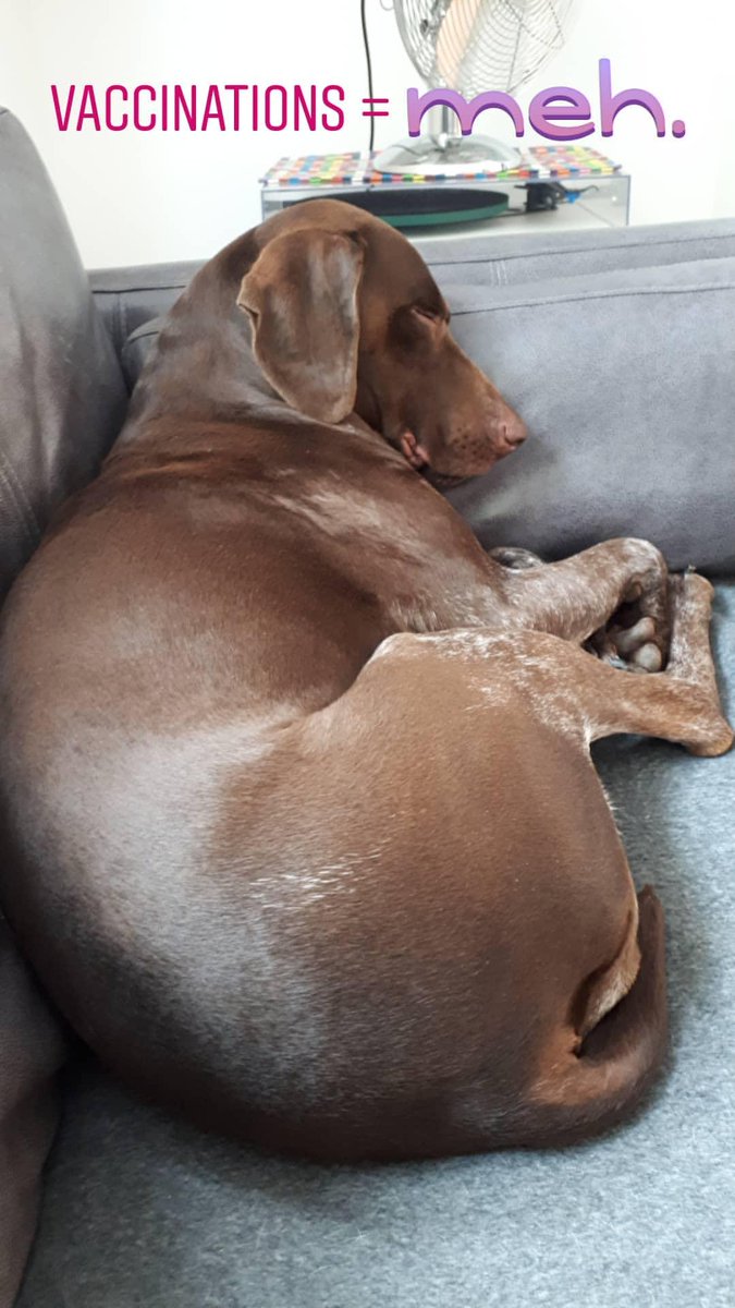 Let me sleep, mum. No, for once I DON'T want to play ball in the garden!!!! Leave me alone!
