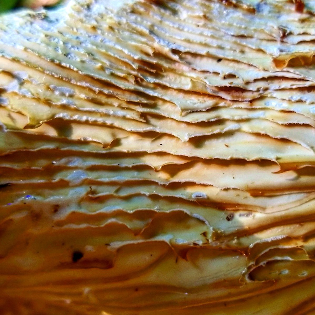 _TheMoMo's tweet photo. Texture of the day - Fungus  #texture #textures #textureandtone #nature #nature #naturelover #fungus #hiking #macro #macrophotography #abstract #photooftheday #themomo https://t.co/SrZeFPljN4