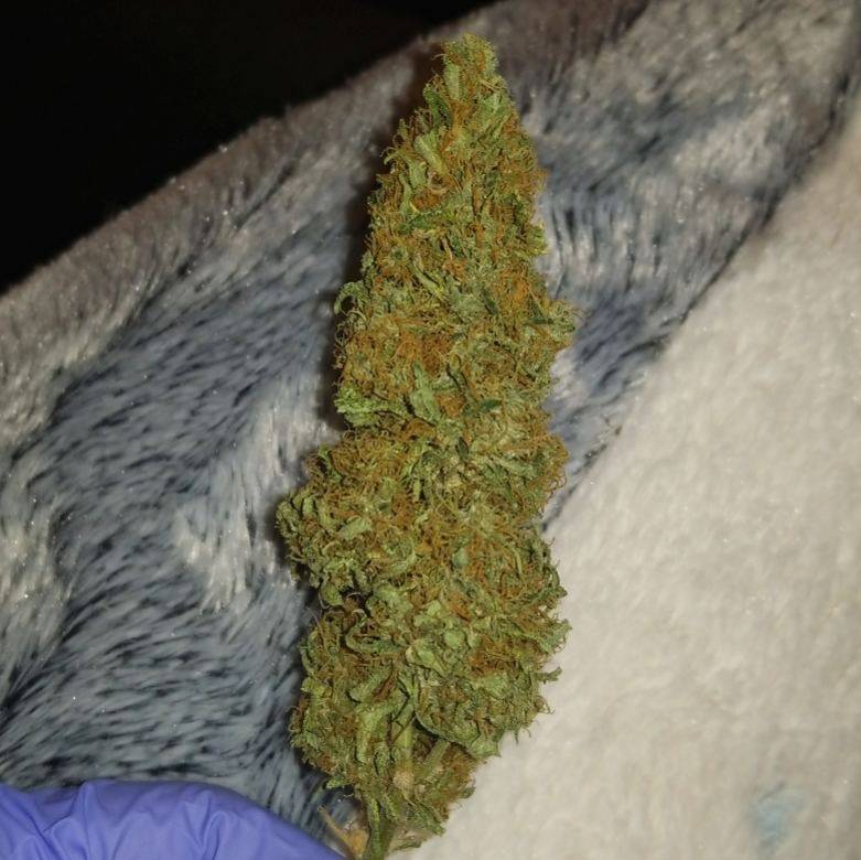 spliffseeds's tweet photo. Trimming up #sweetnsour tonight ✌
#weed #spliffseeds #weedporn #cannabiscommunity #ommp #pdxgrowers #ommpgrower #weedstagram #420 #cannabis https://t.co/9pTwTGZ5gZ https://t.co/m3BNvywgdJ
