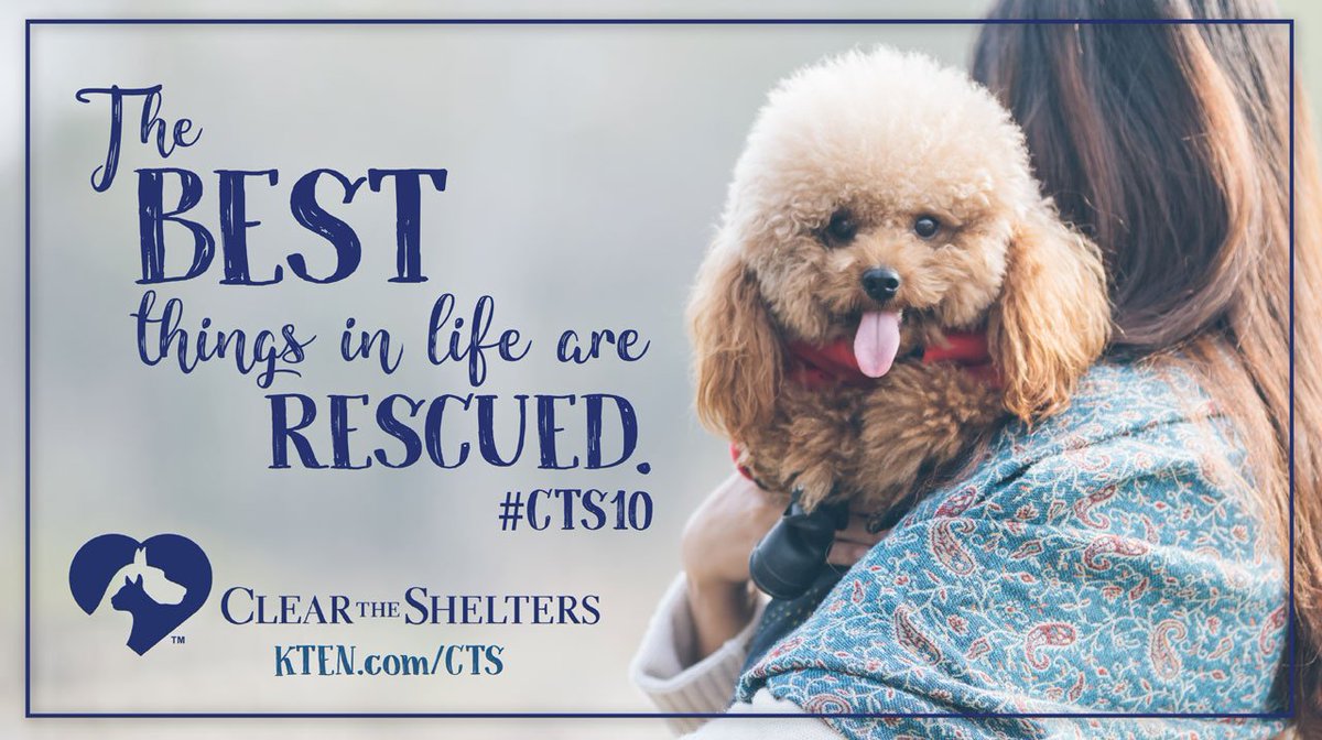 KTENnews's tweet photo. Tomorrow is the day! Four Texoma pet shelters will offer discounted adoption rates.
Join KTEN and help #ClearTheShelters!
https://t.co/AvMa40Q1pw
#CTS10 https://t.co/xMKRG18kkr