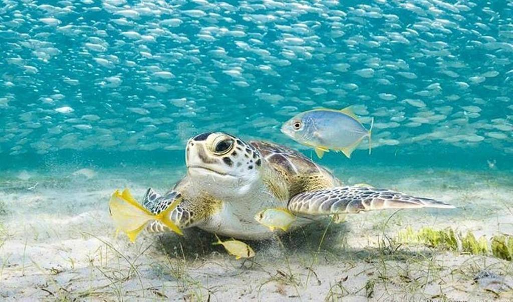 'It's going to be a bright, bright, sunshine-y day!' ☀️🐢🐠 Happy Monday everyone! 
#Repost @seaturtlepatrol @thelivingsea