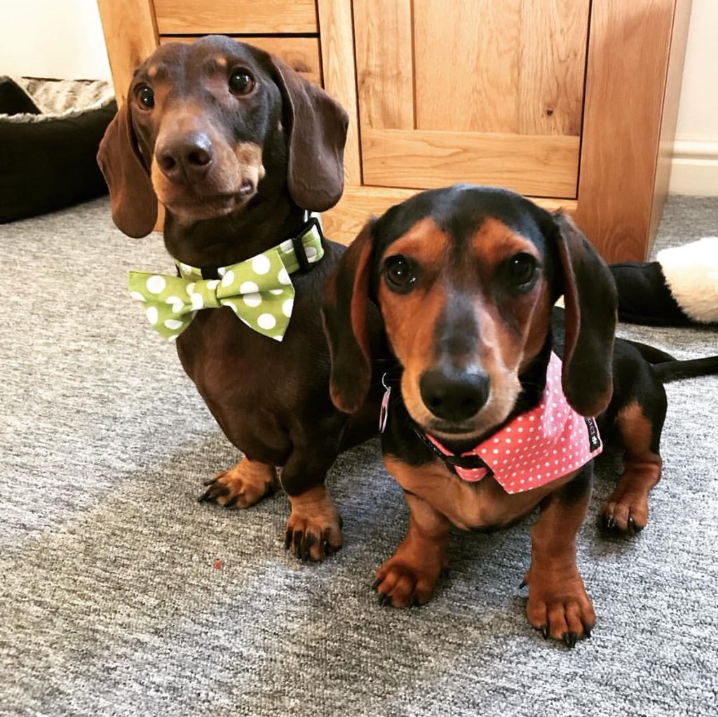 emilylock's tweet photo. @boohoo Louie and Nellie from Huddersfield 😍♥️ @hollylouiseee https://t.co/kgiYqR6UYN