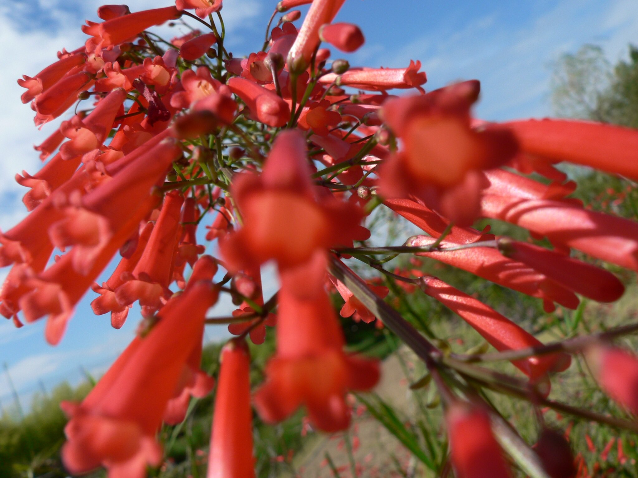 池ポチャ野郎 細い筒状の花が多数咲く花 ルッセリア 花丁字 ハナチョウジ 花言葉 旅立ち 旅立つのは今 花 細い筒状の花 赤い花 T Co Exsso3cxmt Twitter