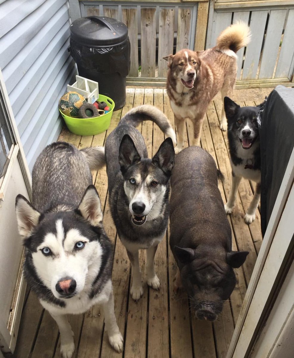 One of these critters is not like the other...but he thinks he is. Come meet Erik this Saturday! 1pm-3pm Bring your sketchbooks, happy hearts and a donation to help one of his #piggy friends in need. #ART #artgallery #novascotia #localartists #Halifaxns #pigsoftwitter