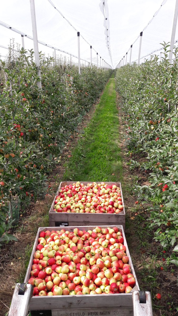 Waterfruit_71's tweet photo. Hier doe je het voor .mooie #delcorf #hollandsfruit https://t.co/5O70LJNbGc