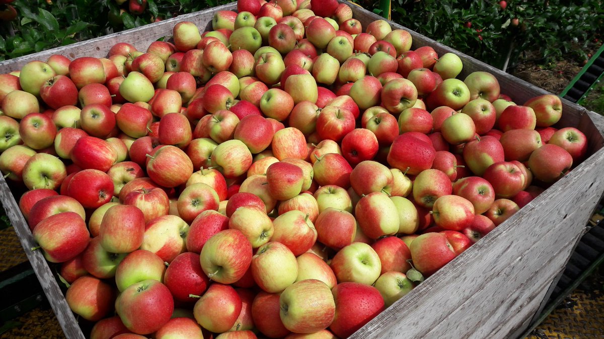 Waterfruit_71's tweet photo. Hier doe je het voor .mooie #delcorf #hollandsfruit https://t.co/5O70LJNbGc