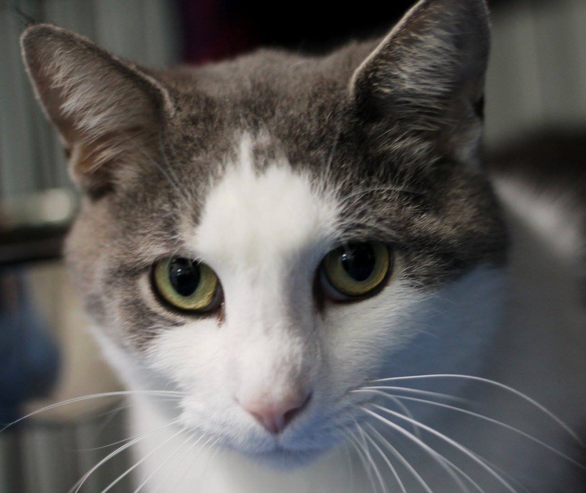 HuntingdonCtyHS's tweet photo. This four year old sweetie is Stormy, our #PetoftheWeek. #cats #adopt https://t.co/XXTN3GdnxP