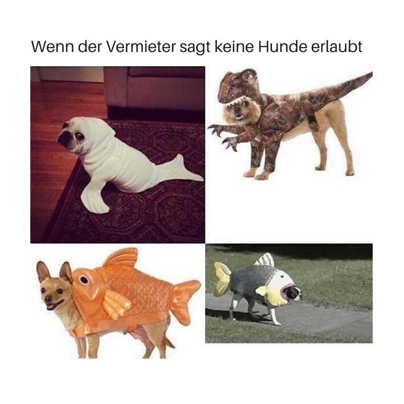 Perfekte Lösung 💁 Markiere jemanden der sich schon immer einen Hund wünscht 🐶💕