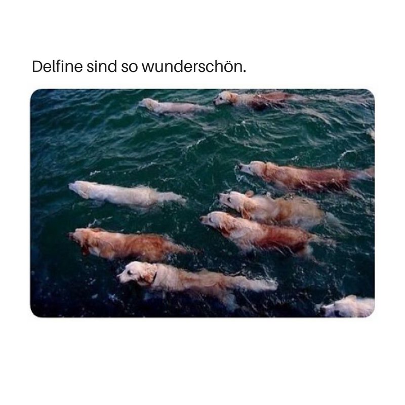 🐶 Wunder der Natur 😍🐬💙