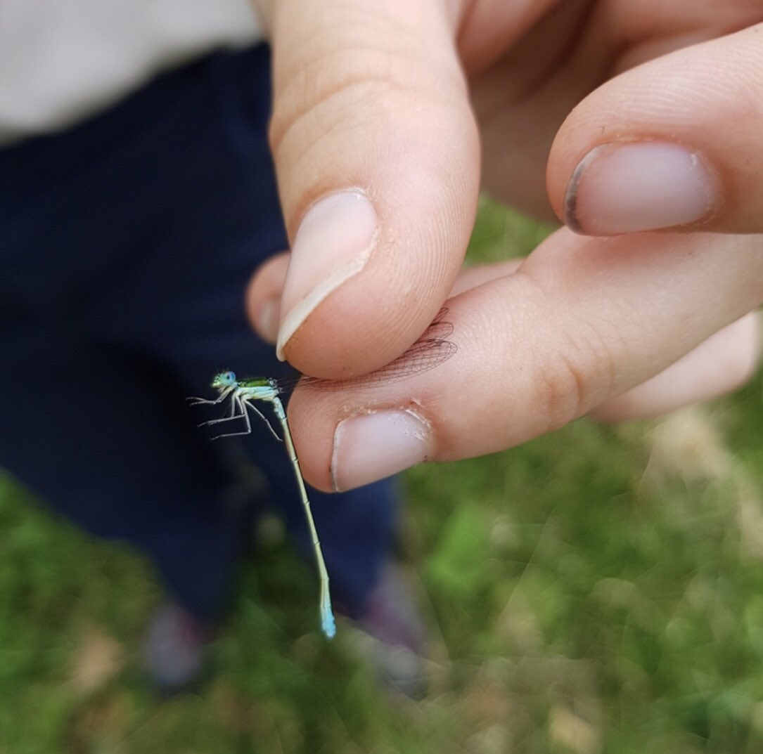 OPBronteCreek's tweet photo. #insecthunt today at 1:00. Learn the proper way to handle and identify #bugs. Why is a bug a bug? Are all bugs insects? https://t.co/OFrQWzK2NP https://t.co/cXEgV60AMv