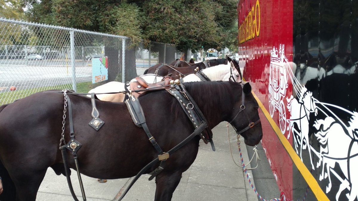 OUSDNews's tweet photo. Why are there horses outside Martin Luther King Jr Elementary School? Shhhh... It's a surprise for the kids here on #OUSDday1! Thank you @WellsFargo and the #LendAHand Foundation! #iamOUSD https://t.co/IIwa1sRDXU