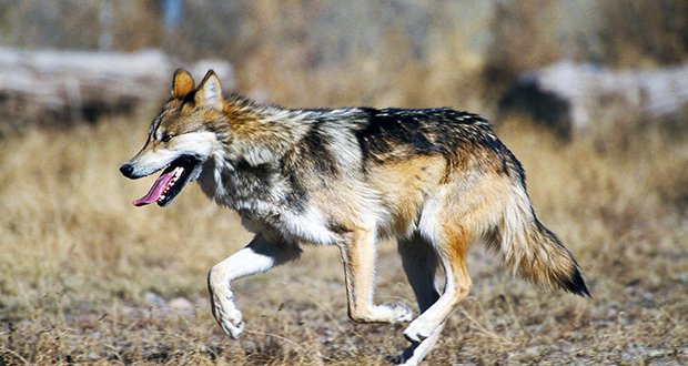 livelike_wolves's tweet photo. Gettin' down with that Monday morning hustle. #MexicanWolf #MexicanWolves #Work #MondayMotivation #Hustle #HowlForWolves #WolfProtection #SaveWolves #EndangeredSpecies #SpeciesAtRisk #Mexico #Wildlife #StayWild #Howl #Wolf https://t.co/DIso12qee3