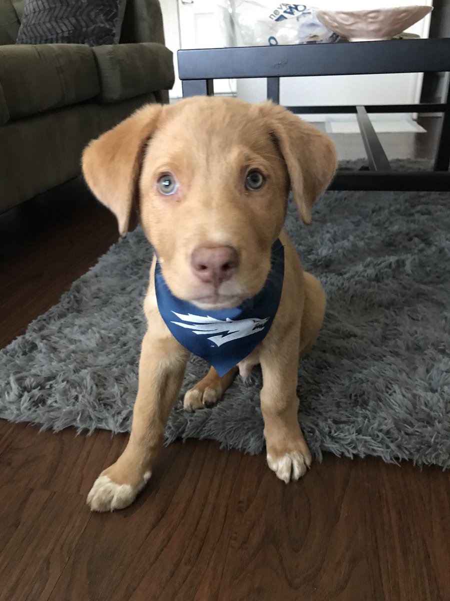ethika_promote's tweet photo. I don’t have anything to promote but please adopt dogs, don’t shop ❤️ https://t.co/jW9Vbm9Je4