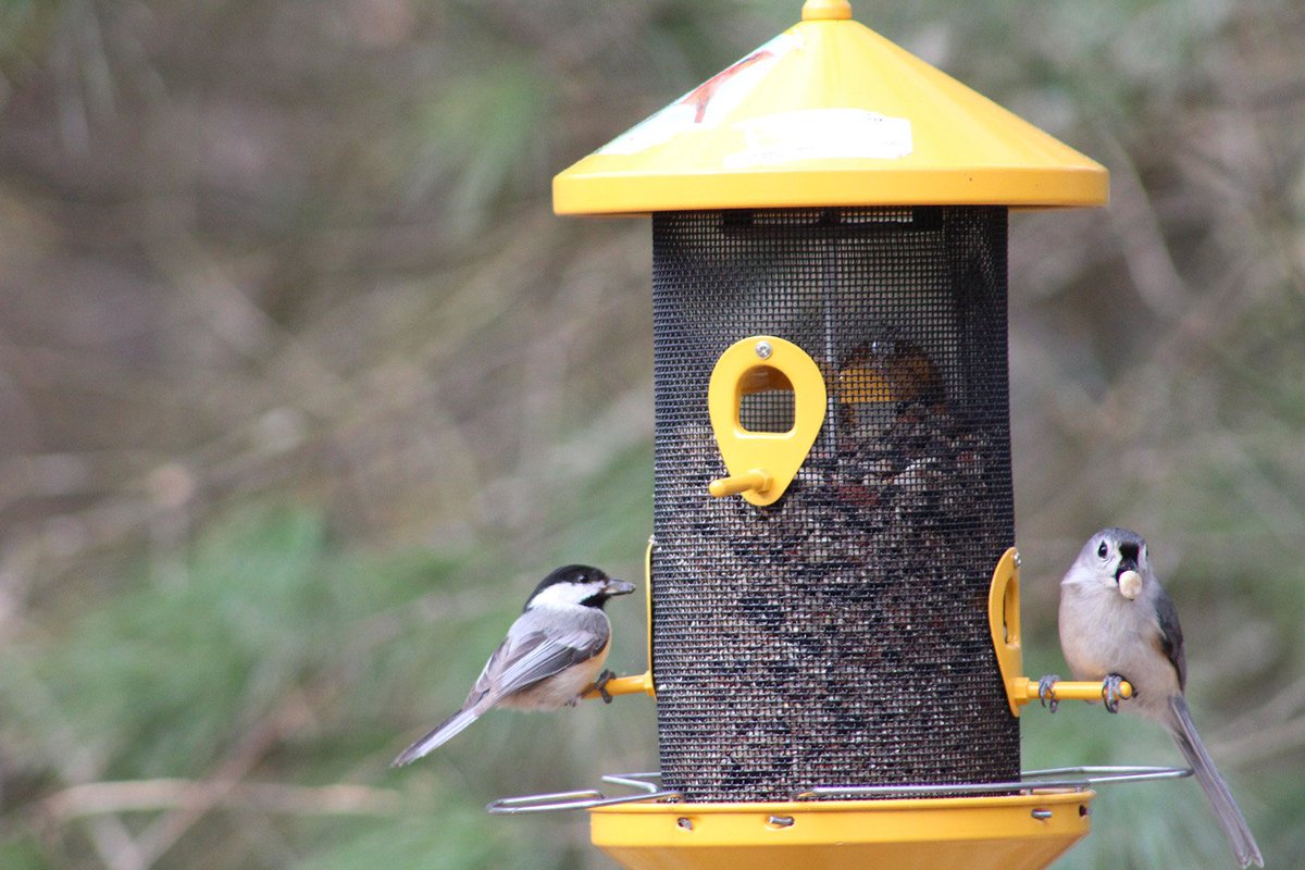 Birdwatchingmagazine On Twitter Looking For A New Bird Feeder