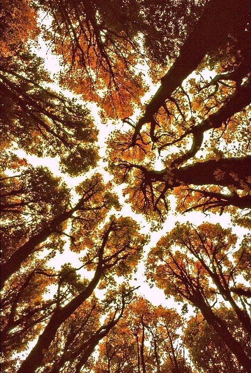 nap717nap's tweet photo. 얘네가 이렇게 서로 닿지 않고 살아가는 것을 Crown shyness 라고 한다. 듣고 잊히지 않음. ‘수줍은 꼭대기’ 라니 사랑스러움이 목구멍까지 간지럽힌다. 영어는 가끔 이렇게 허를 찔러와. 언젠가 수줍은 꼭대기들을 구경하러 갈 것. 우리도 가까이 서되, 서로의 영역을 지키자. https://t.co/KSiFoImwUT