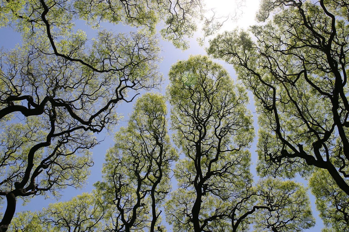 nap717nap's tweet photo. 얘네가 이렇게 서로 닿지 않고 살아가는 것을 Crown shyness 라고 한다. 듣고 잊히지 않음. ‘수줍은 꼭대기’ 라니 사랑스러움이 목구멍까지 간지럽힌다. 영어는 가끔 이렇게 허를 찔러와. 언젠가 수줍은 꼭대기들을 구경하러 갈 것. 우리도 가까이 서되, 서로의 영역을 지키자. https://t.co/KSiFoImwUT