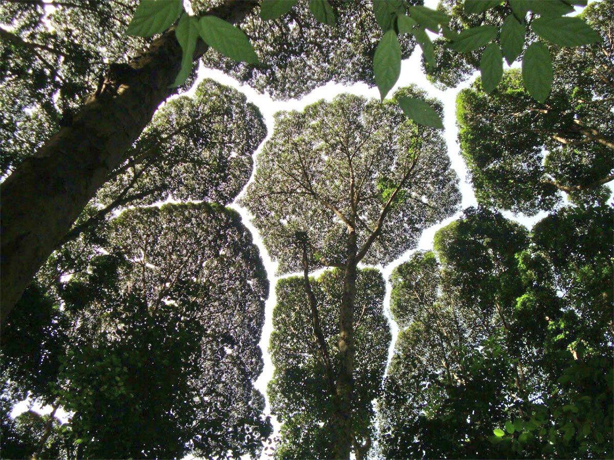 nap717nap's tweet photo. 얘네가 이렇게 서로 닿지 않고 살아가는 것을 Crown shyness 라고 한다. 듣고 잊히지 않음. ‘수줍은 꼭대기’ 라니 사랑스러움이 목구멍까지 간지럽힌다. 영어는 가끔 이렇게 허를 찔러와. 언젠가 수줍은 꼭대기들을 구경하러 갈 것. 우리도 가까이 서되, 서로의 영역을 지키자. https://t.co/KSiFoImwUT