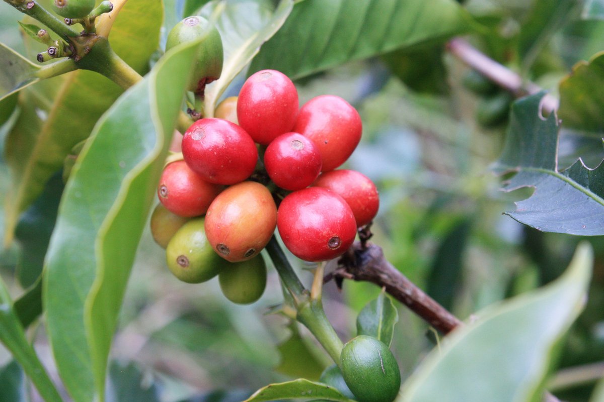 AromaCafes's tweet photo. ¿Qué relación hay entre aves y #café? La ONG @provita_ong  pone en marcha un proyecto para proteger la avifauna y conservar los bosques donde se cultivan los cafetales en sombra https://t.co/rkxzeFnDuY En @ElNacionalWeb https://t.co/e5YR7UwJKD