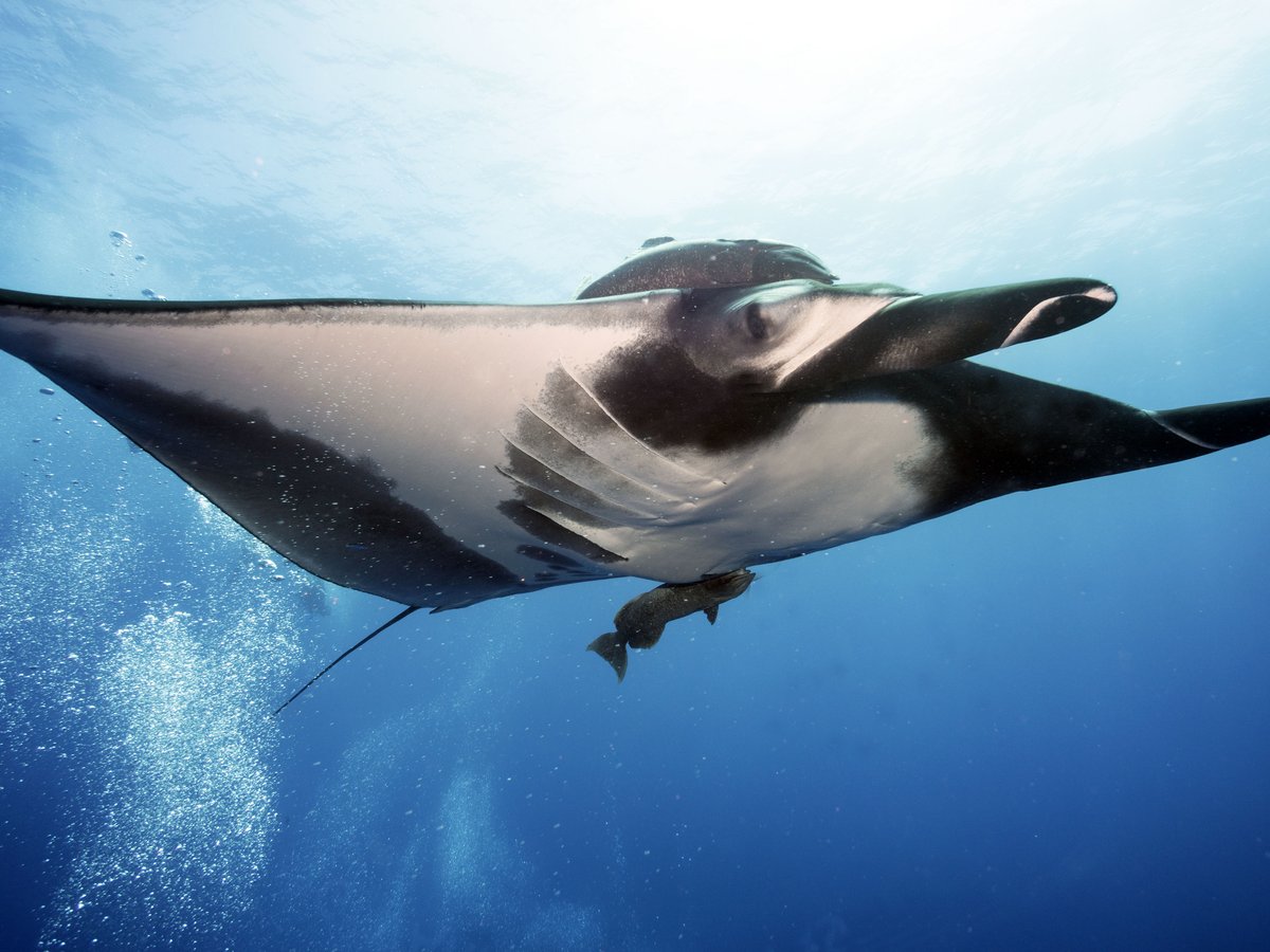 TravelwithTam's tweet photo. What Diving the Revillagigedos Archipelago Really Looks Like, Part Three https://t.co/oKxusQ1vgX #scuba #scubadiving #mantamonday #diving #scubadiver #mexico #revillagigedos #archiepelago #rayofhope #wildlife #ocean #oceanlover #manta #mantaray https://t.co/4VgwJ8w81e