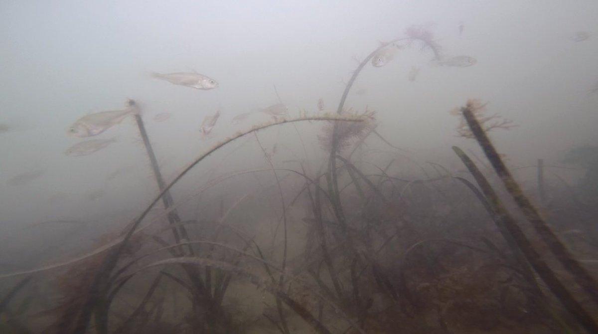 McCannEcology's tweet image. Any guess on what species of fish this is? Look like alewife to me. Seen off a tiny patch of restored eelgrass in Brooklyn, Upper New York Harbor #fishID #whatfishisthis #fishidentification (photo from Bart Chezar)
