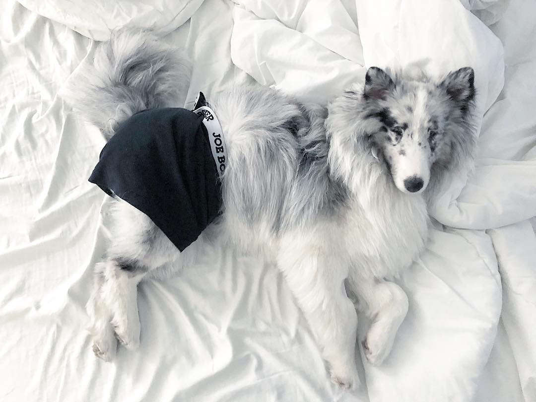 JoeBoxer's tweet image. Show off your best assets
📷: @shadowtheshetland