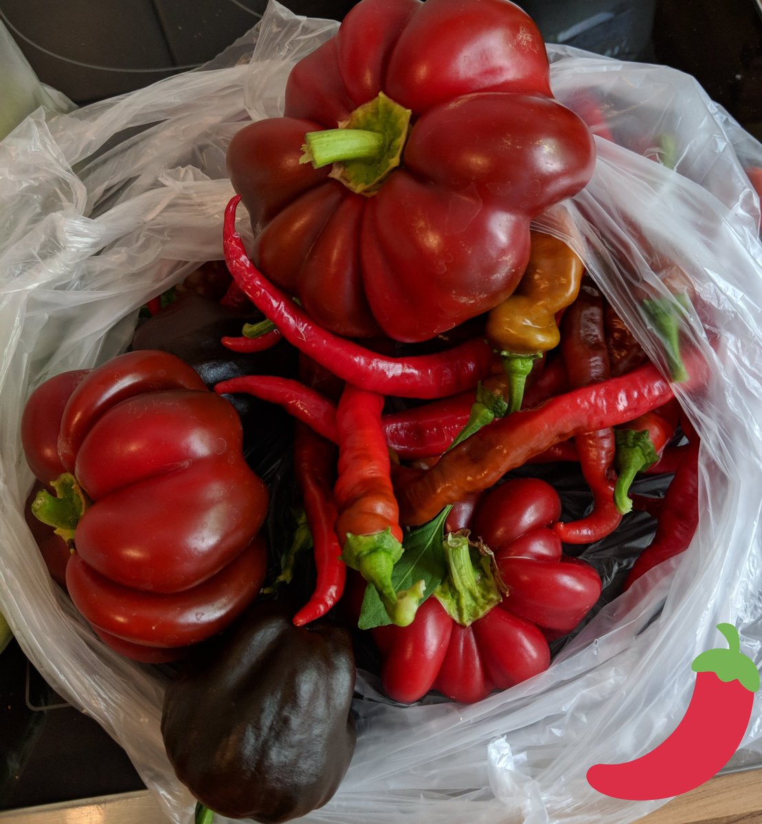dirk_heyka's tweet photo. Hot chilis and sweet peppers from the own greenhouse... delicious 😁 https://t.co/md5kNodDJh
