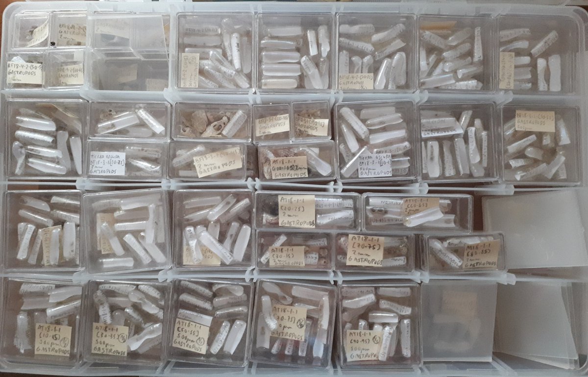 BlancaFiguerola's tweet photo. #Microgastropod specimens ready for #isotope analyses! #Texas #AMUniversity #microfossils #molluscs #BocasdelToro #conservationpaleobiology #STRI @odealab https://t.co/7x3Ogt52Dp
