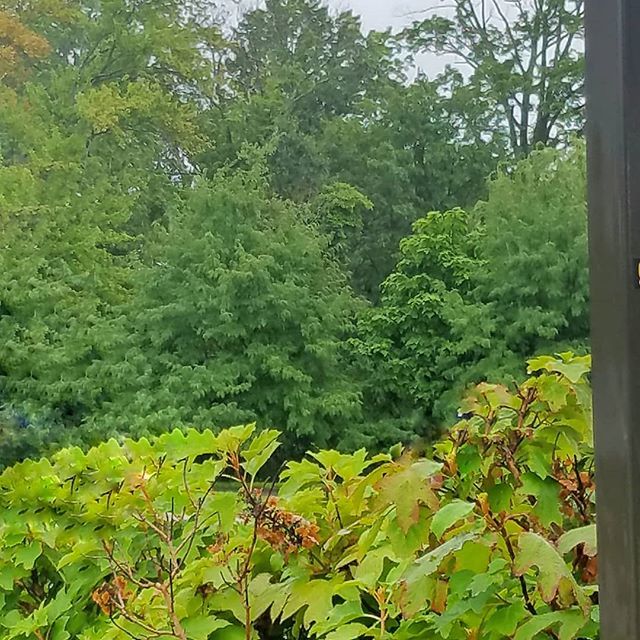 DebiTalks's tweet image. It might be a rainy day but the scenery is still beautiful.
#rain #nature #likeforlikes #picoftheday #pictureoftheday #Monday ift.tt/2Ozz2gy