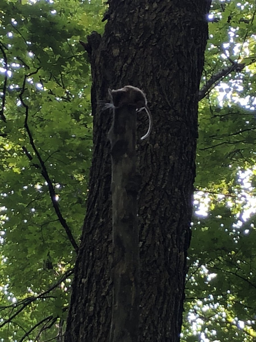 gsabrinus's tweet photo. Some photos from #smammal trapping at @NDFieldEcology. #fieldwork #micematter #underc2018 #Peromyscus https://t.co/OEPh7nJqyO
