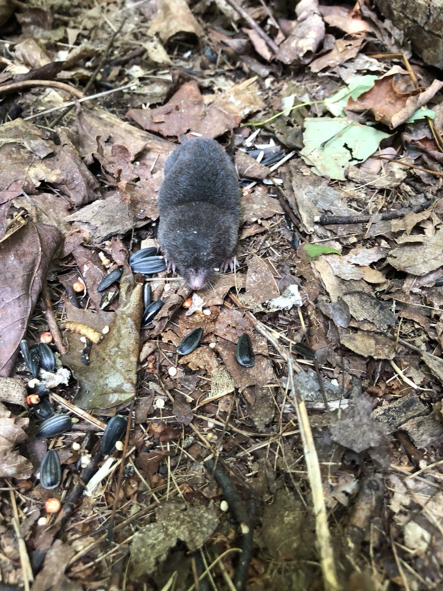 gsabrinus's tweet photo. Some photos from #smammal trapping at @NDFieldEcology. #fieldwork #micematter #underc2018 #Peromyscus https://t.co/OEPh7nJqyO